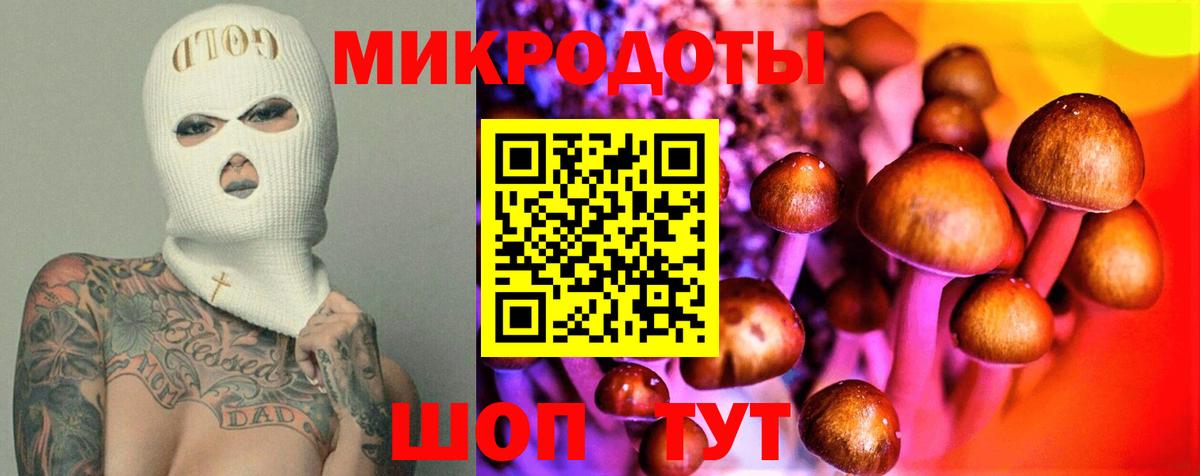 Галлюциногенные грибы Psilocybe Горно-Алтайск